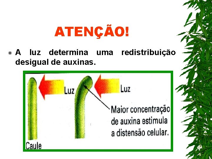 ATENÇÃO! A luz determina uma redistribuição desigual de auxinas. ATENÇÃO! A luz determina uma redistribuição desigual de auxinas.