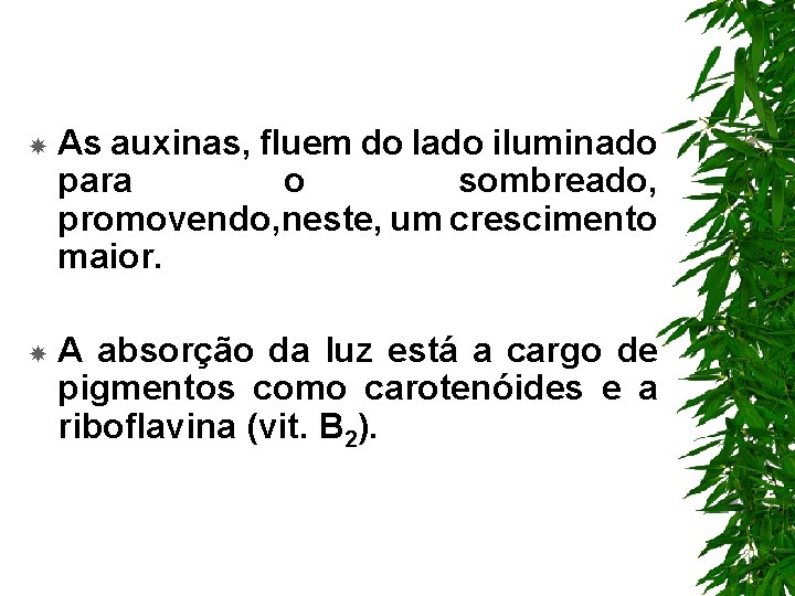 As auxinas, fluem do lado iluminado para o sombreado, promovendo, neste, um crescimento As auxinas, fluem do lado iluminado para o sombreado, promovendo, neste, um crescimento
