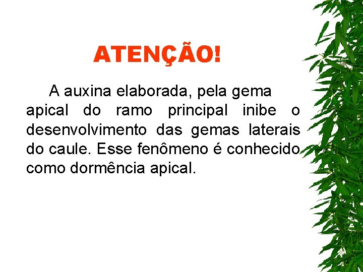 ATENÇÃO! A auxina elaborada, pela gema apical do ramo principal inibe o desenvolvimento das ATENÇÃO! A auxina elaborada, pela gema apical do ramo principal inibe o desenvolvimento das