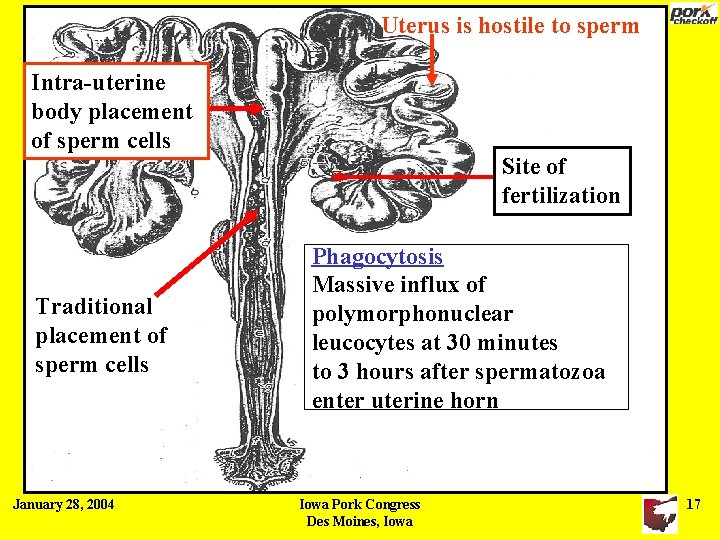 Uterus is hostile to sperm Intra-uterine body placement of sperm cells Traditional placement of