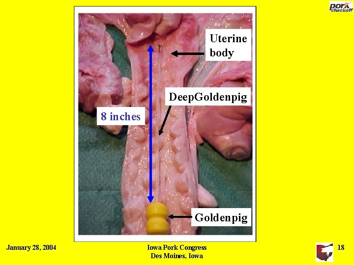 Uterine body Deep. Goldenpig 8 inches Goldenpig January 28, 2004 Iowa Pork Congress Des