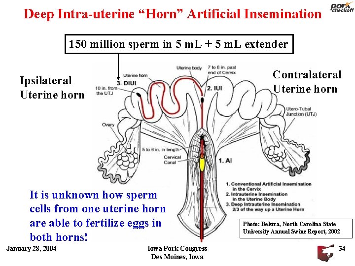 Deep Intra-uterine “Horn” Artificial Insemination 150 million sperm in 5 m. L + 5 Deep Intra-uterine “Horn” Artificial Insemination 150 million sperm in 5 m. L + 5