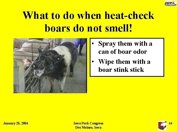 What to do when heat-check boars do not smell! • Spray them with a