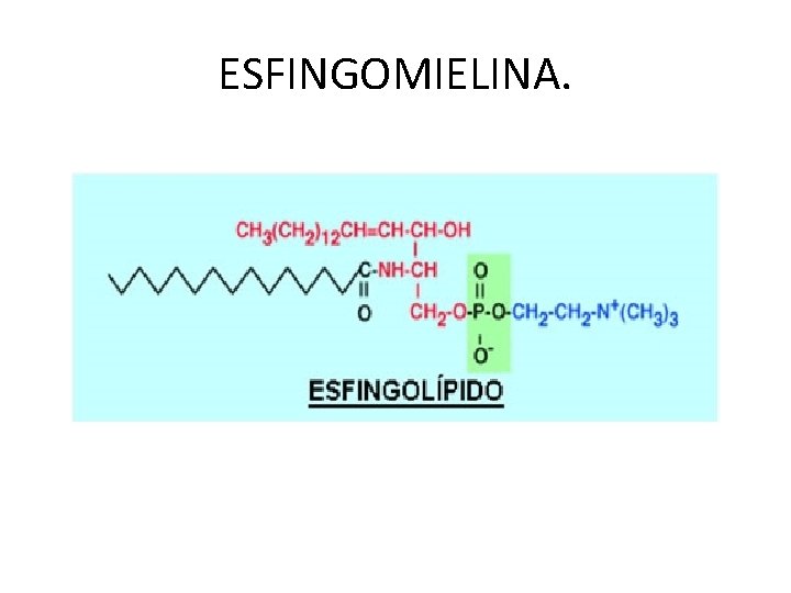 ESFINGOMIELINA. 