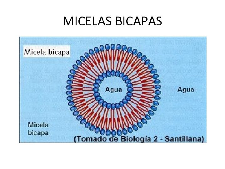 MICELAS BICAPAS 