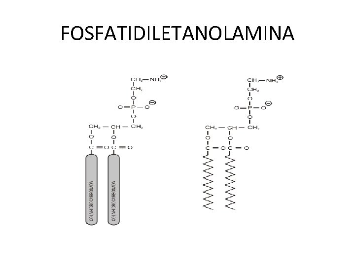 FOSFATIDILETANOLAMINA 