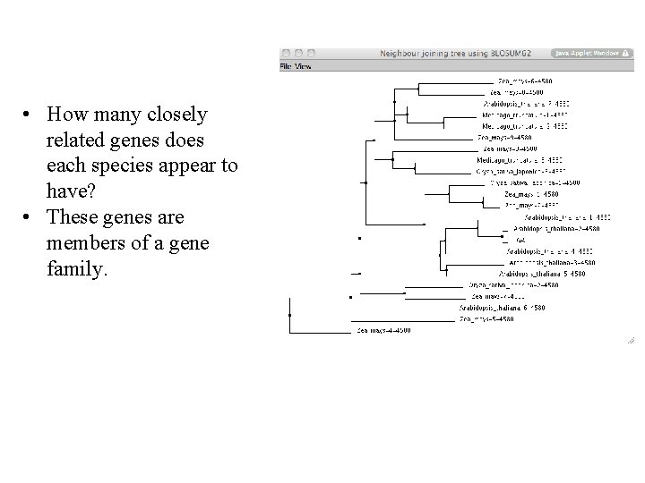  • How many closely related genes does each species appear to have? •