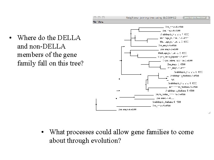  • Where do the DELLA and non-DELLA members of the gene family fall