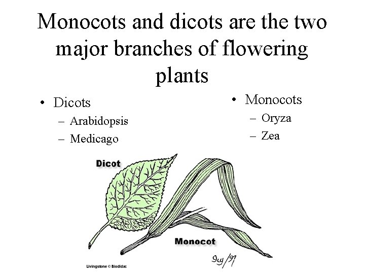 Monocots and dicots are the two major branches of flowering plants • Dicots –