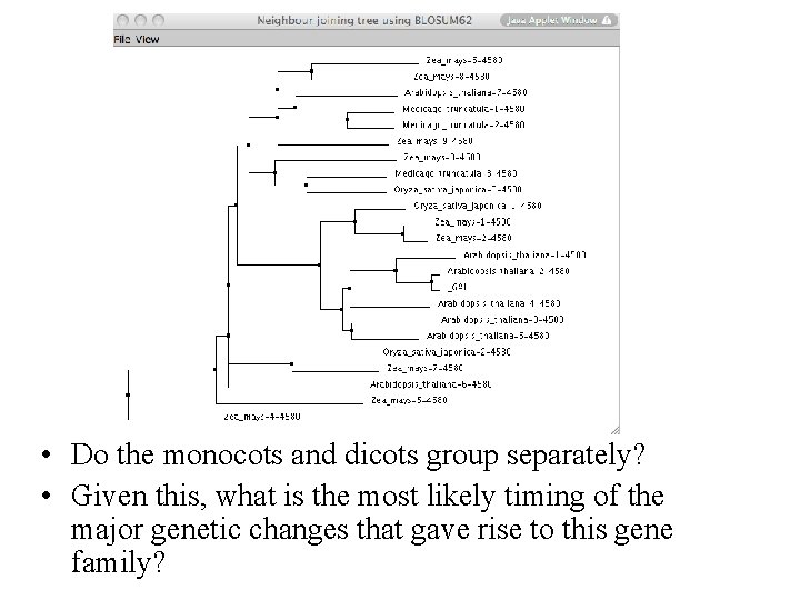  • Do the monocots and dicots group separately? • Given this, what is