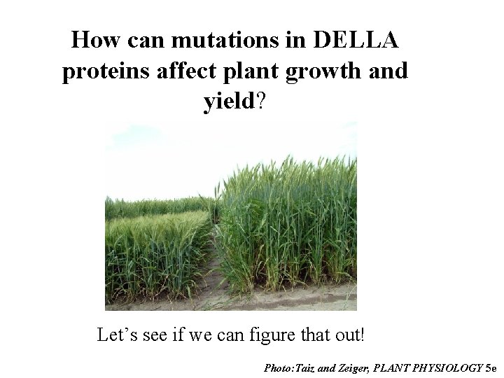 How can mutations in DELLA proteins affect plant growth and yield? Let’s see if