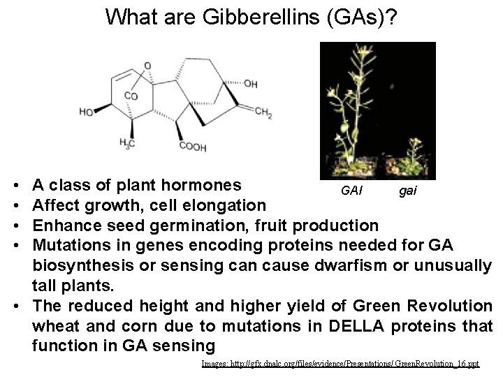 What are Gibberellins (GAs)? • • A class of plant hormones GAI gai Affect