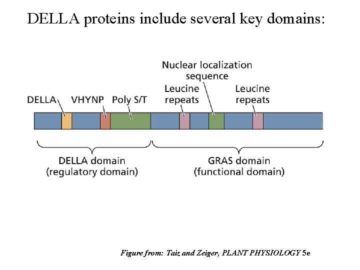 DELLA proteins include several key domains: Figure from: Taiz and Zeiger, PLANT PHYSIOLOGY 5