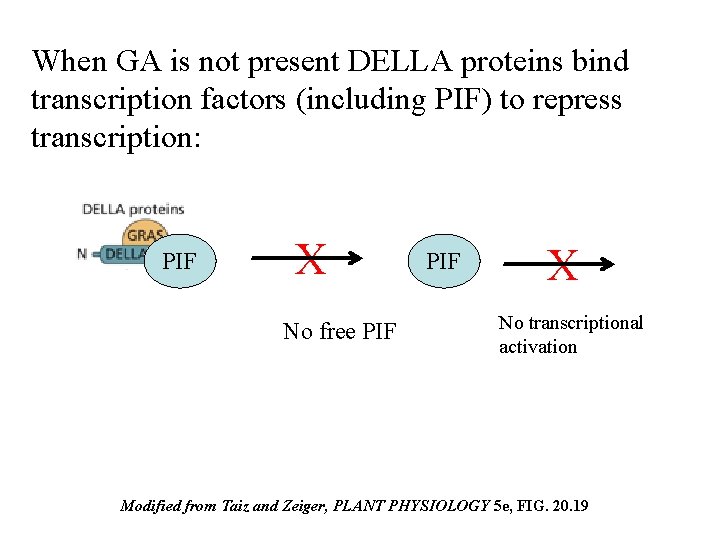 When GA is not present DELLA proteins bind transcription factors (including PIF) to repress