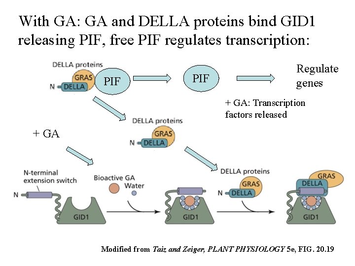 With GA: GA and DELLA proteins bind GID 1 releasing PIF, free PIF regulates