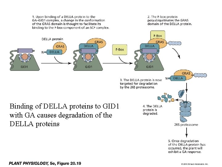 Binding of DELLA proteins to GID 1 with GA causes degradation of the DELLA