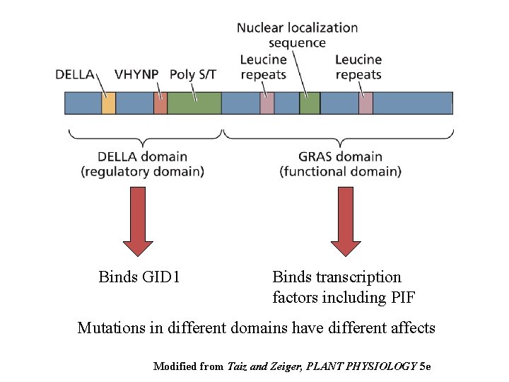 Binds GID 1 Binds transcription factors including PIF Mutations in different domains have different