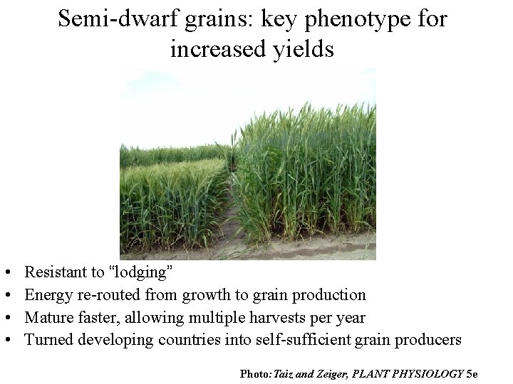 Semi-dwarf grains: key phenotype for increased yields • • Resistant to “lodging” Energy re-routed