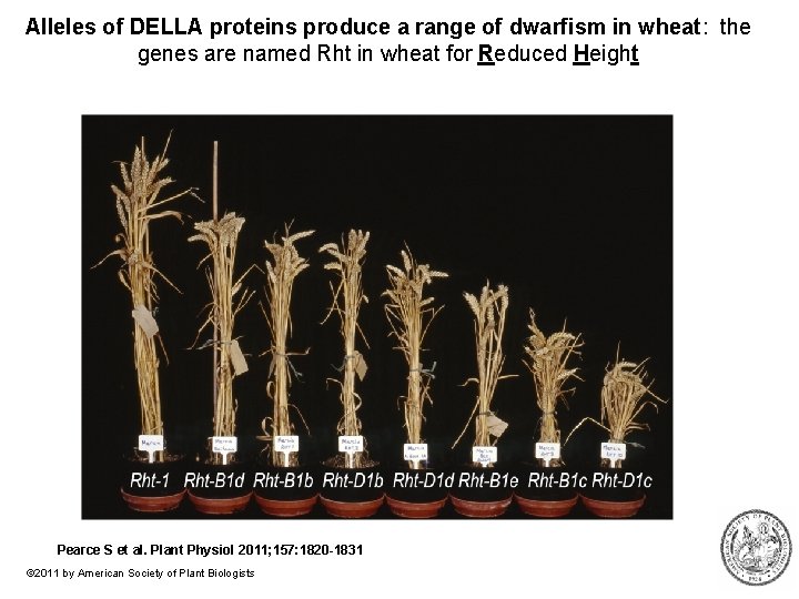 Alleles of DELLA proteins produce a range of dwarfism in wheat: the genes are