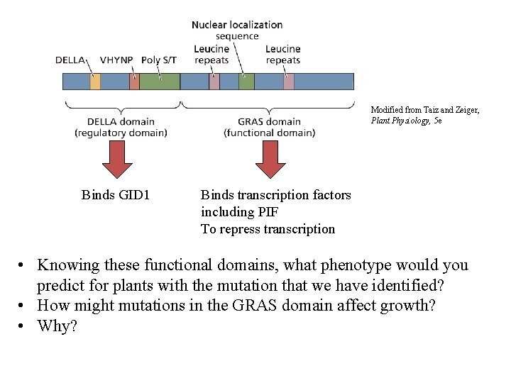 Modified from Taiz and Zeiger, Plant Physiology, 5 e Binds GID 1 Binds transcription