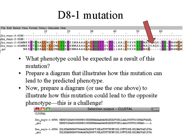 D 8 -1 mutation • What phenotype could be expected as a result of