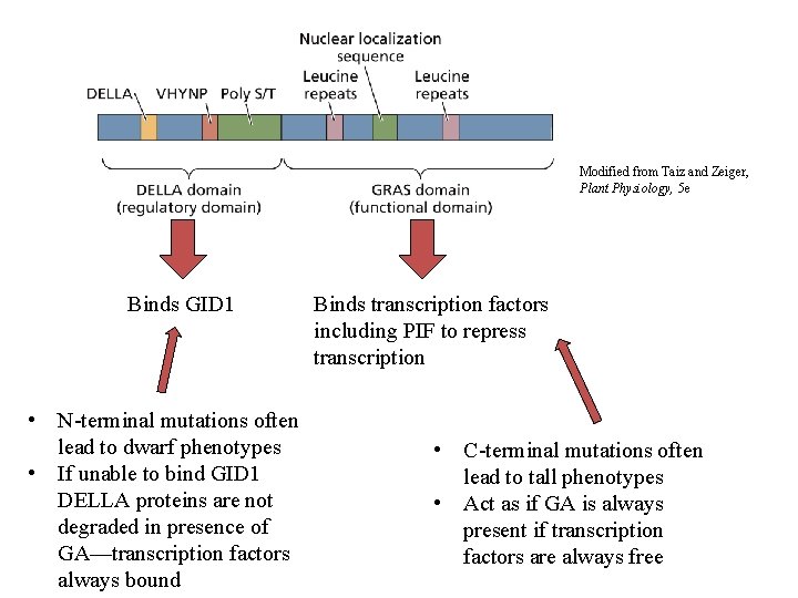 Modified from Taiz and Zeiger, Plant Physiology, 5 e Binds GID 1 • N-terminal