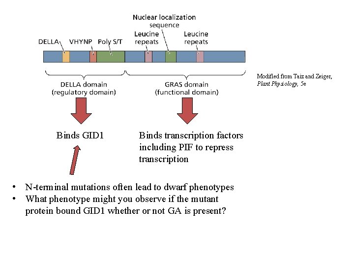 Modified from Taiz and Zeiger, Plant Physiology, 5 e Binds GID 1 Binds transcription