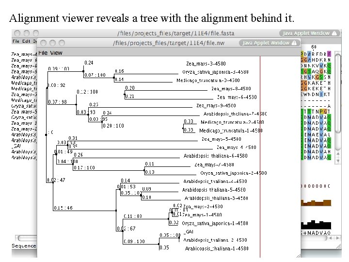 Alignment viewer reveals a tree with the alignment behind it. 