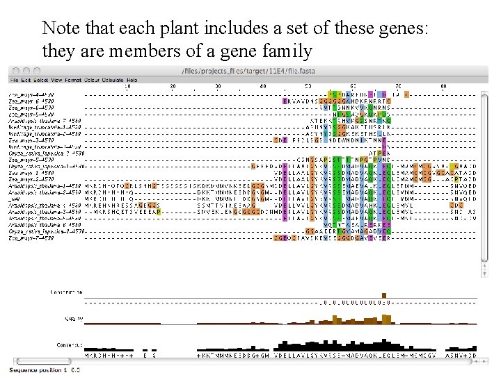 Note that each plant includes a set of these genes: they are members of