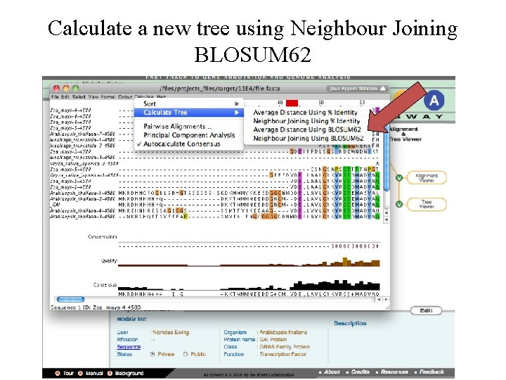Calculate a new tree using Neighbour Joining BLOSUM 62 