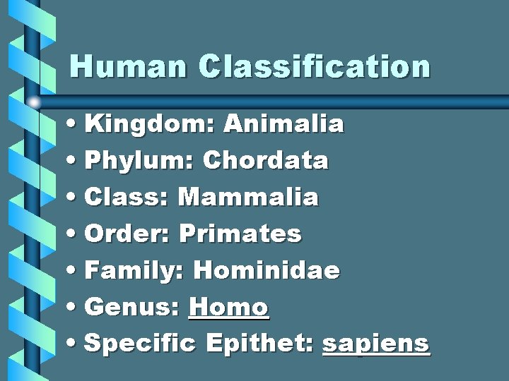 Human Classification • Kingdom: Animalia • Phylum: Chordata • Class: Mammalia • Order: Primates