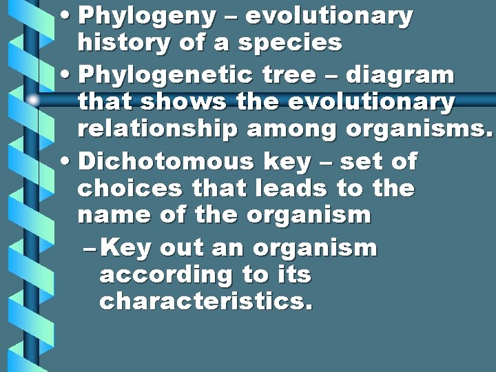  • Phylogeny – evolutionary history of a species • Phylogenetic tree – diagram