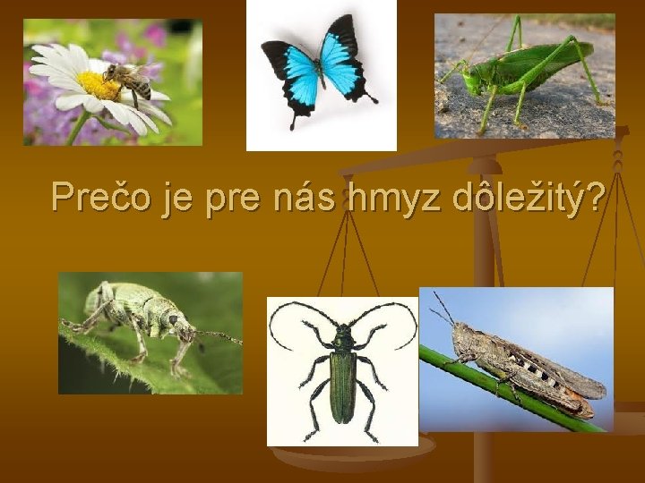 Prečo je pre nás hmyz dôležitý? 