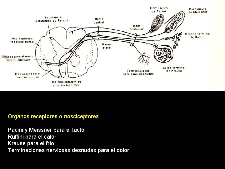 Organos receptores o nosciceptores Pacini y Meissner para el tacto Ruffini para el calor