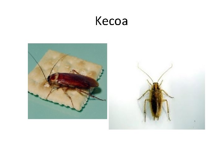Kecoa 