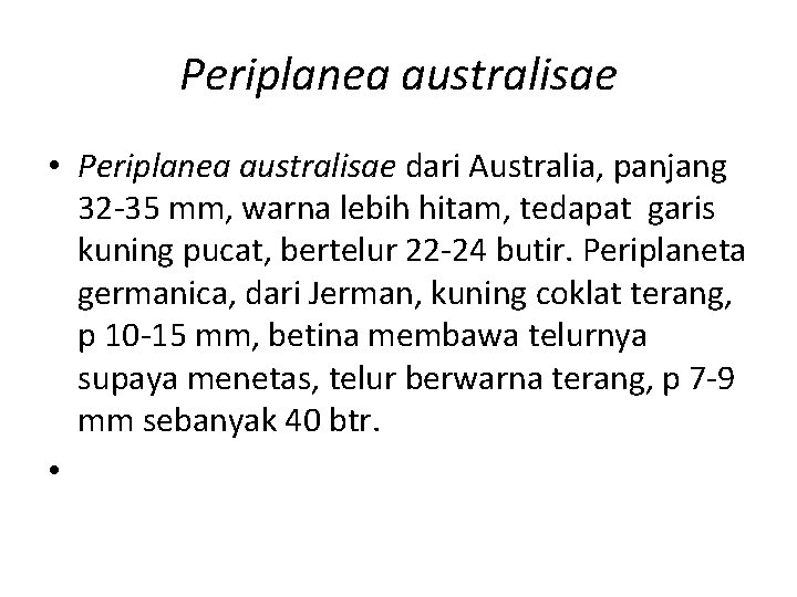 Periplanea australisae • Periplanea australisae dari Australia, panjang 32 -35 mm, warna lebih hitam,