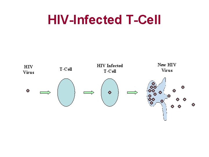 HIV-Infected T-Cell HIV Virus T-Cell HIV Infected T-Cell New HIV Virus 