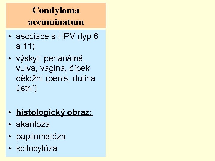 Condyloma accuminatum • asociace s HPV (typ 6 a 11) • výskyt: perianálně, vulva,