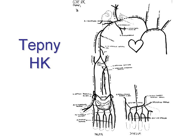 Tepny HK 
