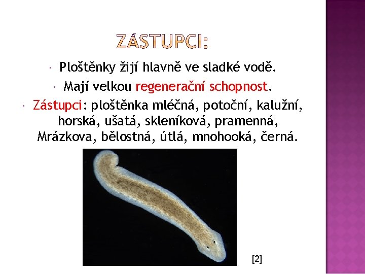 Ploštěnky žijí hlavně ve sladké vodě. Mají velkou regenerační schopnost. Zástupci: ploštěnka mléčná, potoční,