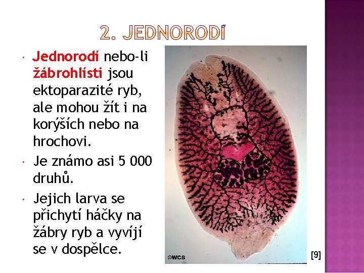  Jednorodí nebo-li žábrohlísti jsou ektoparazité ryb, ale mohou žít i na korýších nebo