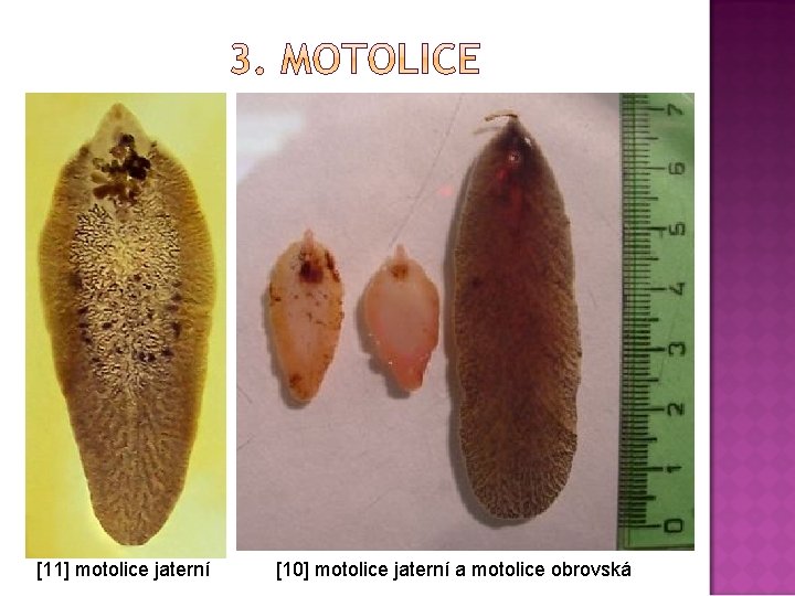 [11] motolice jaterní [10] motolice jaterní a motolice obrovská 