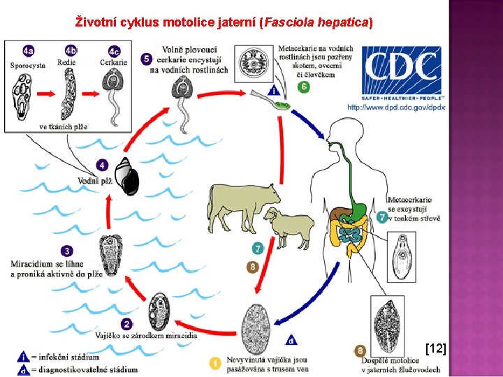 Životní cyklus motolice jaterní (Fasciola hepatica) [12] 