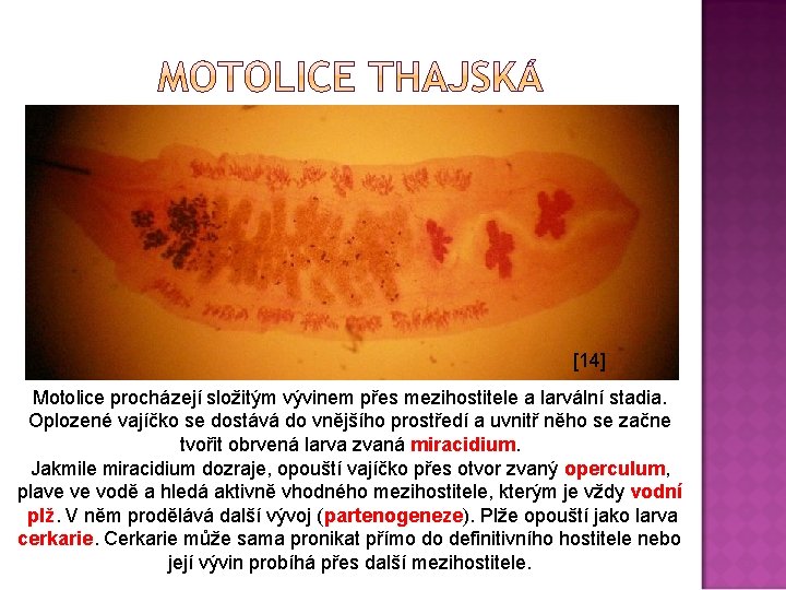 [14] Motolice procházejí složitým vývinem přes mezihostitele a larvální stadia. Oplozené vajíčko se dostává