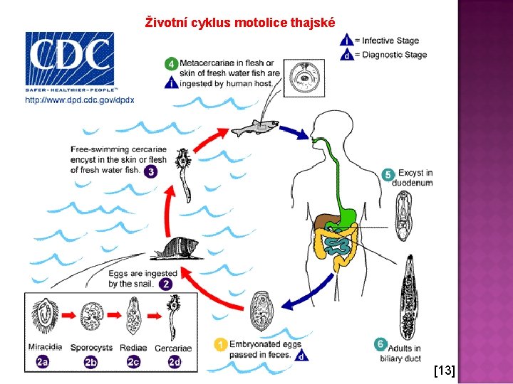 Životní cyklus motolice thajské [13] 
