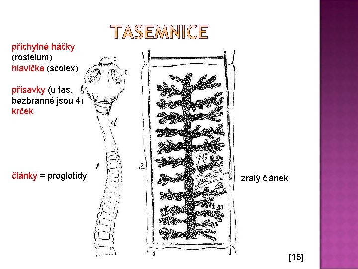 příchytné háčky (rostelum) hlavička (scolex) přísavky (u tas. bezbranné jsou 4) krček články =