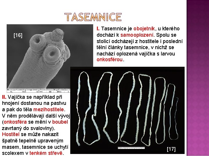 [16] II. Vajíčka se například při hnojení dostanou na pastvu a pak do těla