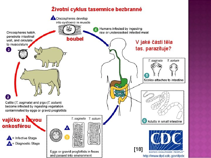 Životní cyklus tasemnice bezbranné boubel V jaké části těla tas. parazituje? vajíčko s larvou