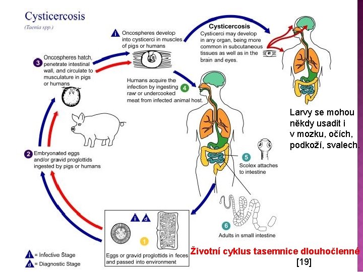 Larvy se mohou někdy usadit i v mozku, očích, podkoží, svalech. Životní cyklus tasemnice