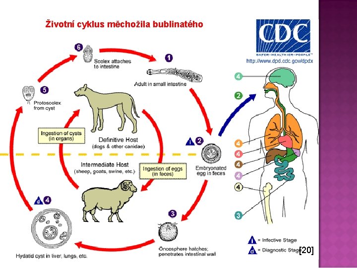 Životní cyklus měchožila bublinatého [20] 